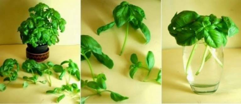 8 druhů zeleniny, které si vypěstujete u vás na parapetu - Bazalka