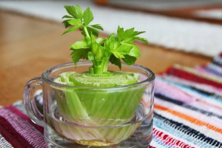 8 druhů zeleniny, které si vypěstujete u vás na parapetu - Celer