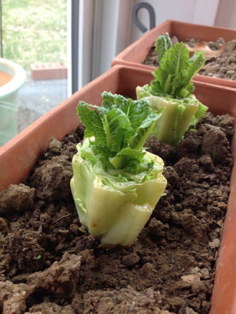 8 druhů zeleniny, které si vypěstujete u vás na parapetu - Salát