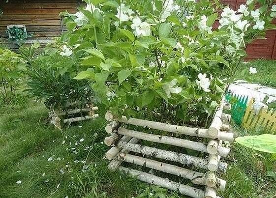 Jak využít březové dřevo v zahradě.