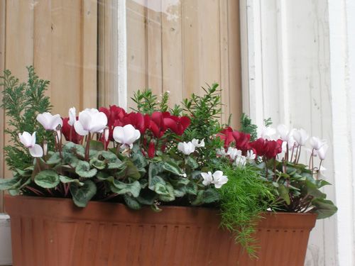 Přeměňte své truhlíky a květináče v krásné dekorace na parapety: 40+ inspirací