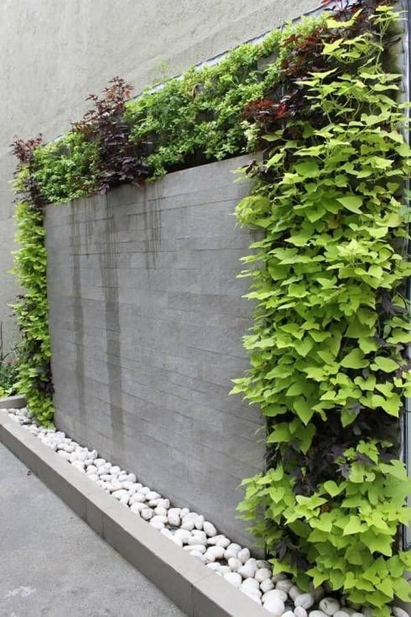 Jak ozdobit prázdný plot nebo zeď na zahradě: 25+ originálních inspirací, které vypadají úžasně!