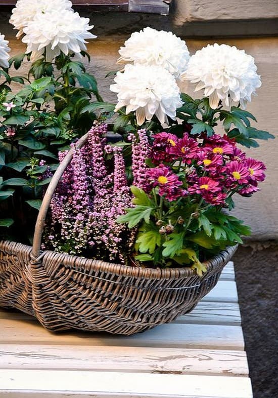 Vyzdobte si dvůr, terasu nebo domácnost nádhernými chryzantémami