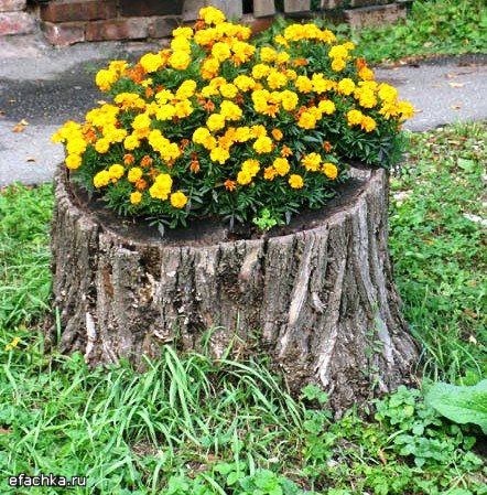 Jednoduchý způsob na zkrášlení vaší zahrádky: Zasaďte květinu do kmene stromu!