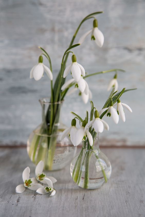 Sněženkové období je tu! 20+ krásných tipů na dekorace z této květiny