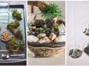 Vytvořte si kouzelné terárium osázené krásnými sukulentními rostlinami!