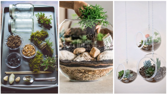 Vytvořte si kouzelné terárium osázené krásnými sukulentními rostlinami!