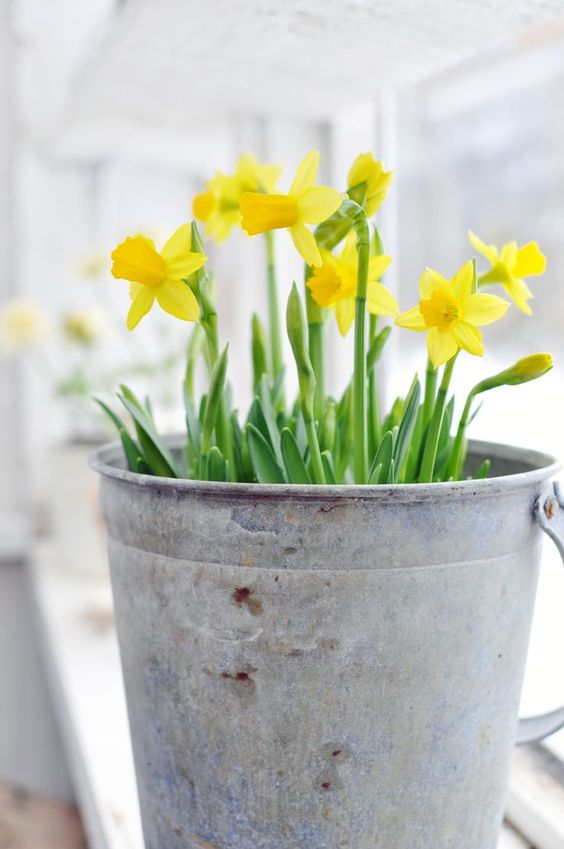 Využijte staré kýble a lavory – Vytvořte si úžasné venkovní dekorace na jarní měsíce