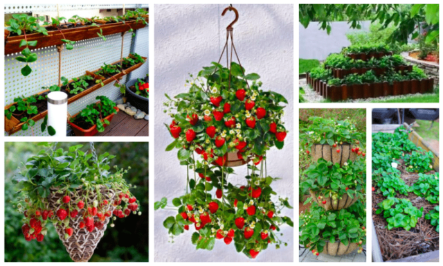 25+ nápadů na kreativní pěstování jahod ve Vaší zahrádce - Inspirujte se