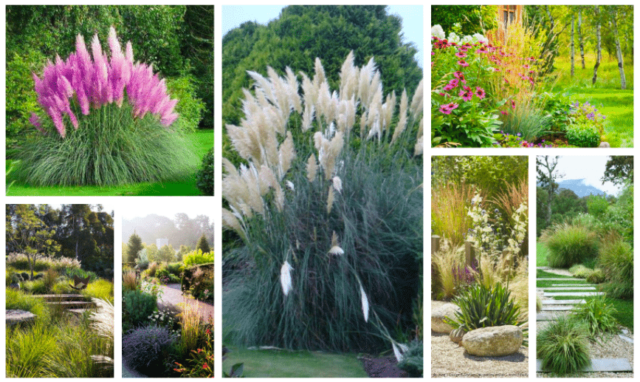 Okrasná tráva jako skvělý doplňek do každé zahrady