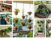 Úžasné nápady na pěstování na balkoně