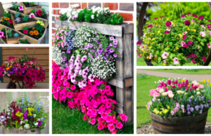 Kreativní nápady na výsadbu květin v zahradě: Tyto nápady si zamilujete