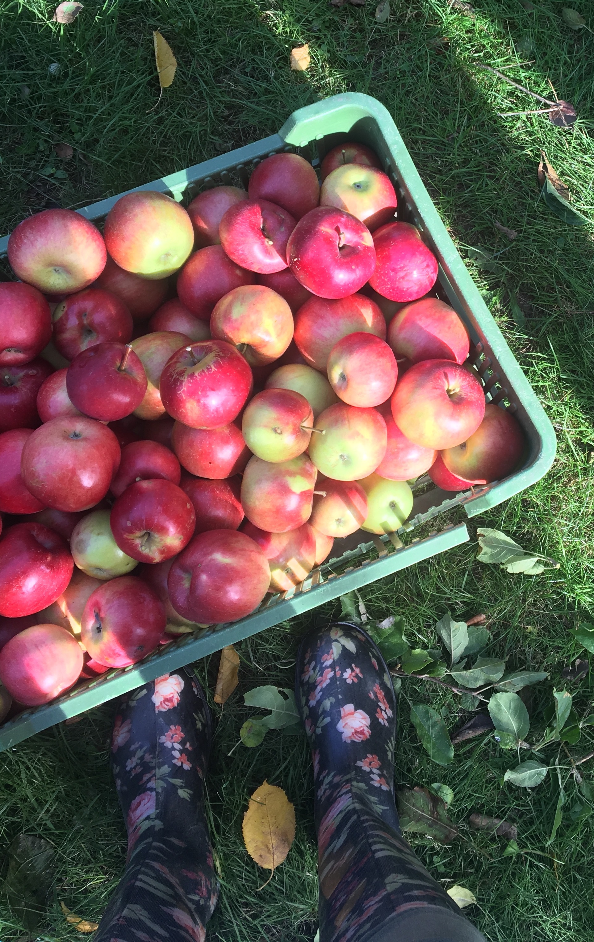 8 důvodů, proč zařadit do jídelníčku jablka nabízející řadu zdravotních benefitů!