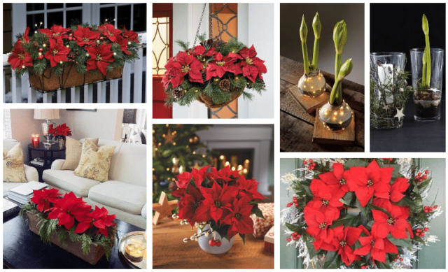 překrásné vánoční dekorace z květin, které neodmyslitelně patří k vánocům