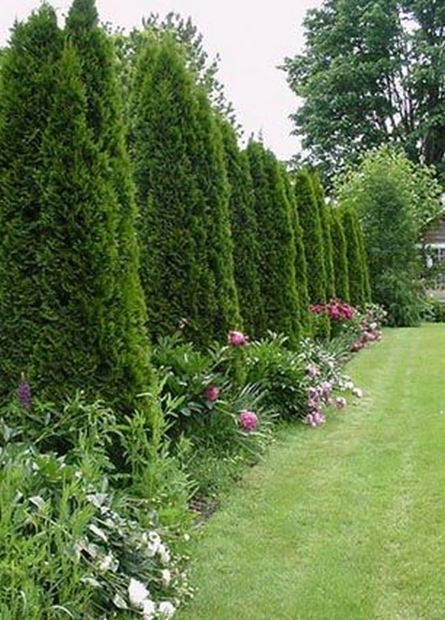Zahradní živé ploty: 60 krásných možností thují