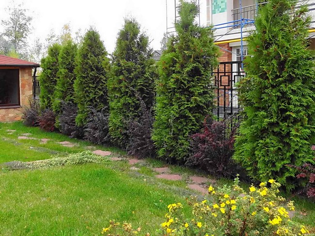 Zahradní živé ploty: 60 krásných možností thují