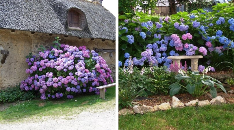 Hortenzie - královna zahrady: 55 skvostných fotografických příkladů