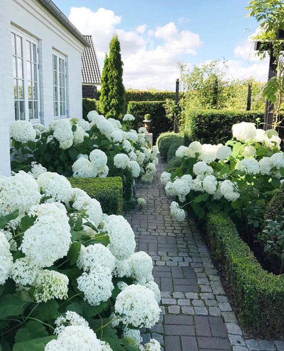 Hortenzie - královna zahrady: 55 skvostných fotografických příkladů