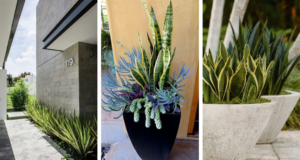 Sansevieria pro výzdobu dvora, terasy a interiéru: několik skvělých nápadů Sansevierie pro výzdobu dvora, terasy a interiéru: několik skvělých nápadů