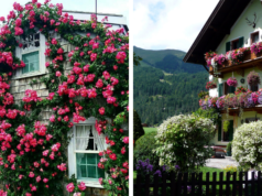 Venkovský dům s květinovou fasádou: 55 nápadů pro vlastní ruce