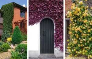 65 inspirativních nápadů pro krásné domácí zahradničení
