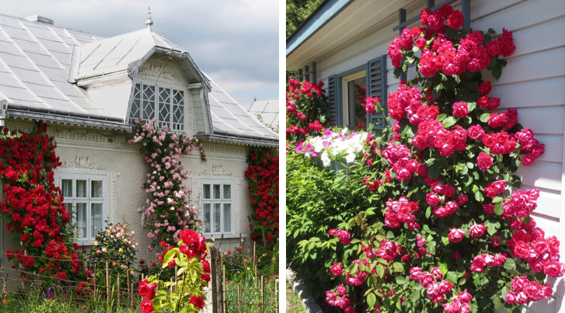 Krásná a květinová fasáda domu vlastníma rukama: 54 nápadů pro inspiraci