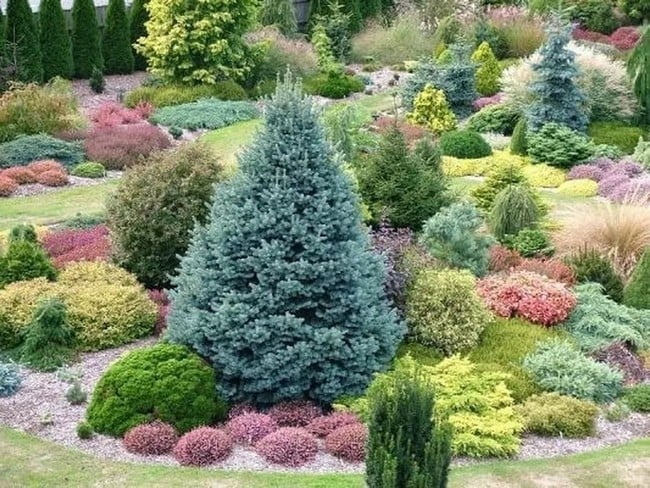 50 důvodů, proč si koupit živý smrk modrý do zahrady