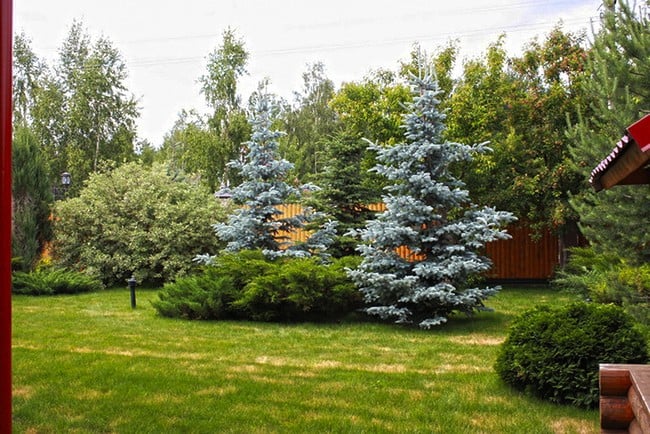 50 důvodů, proč si koupit živý smrk modrý do zahrady