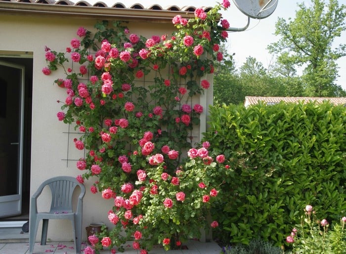 Dekorativní růžová zahrada kolem domu: 55 nápadů pro inspiraci