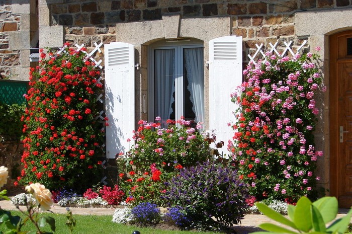 Dekorativní růžová zahrada kolem domu: 55 nápadů pro inspiraci