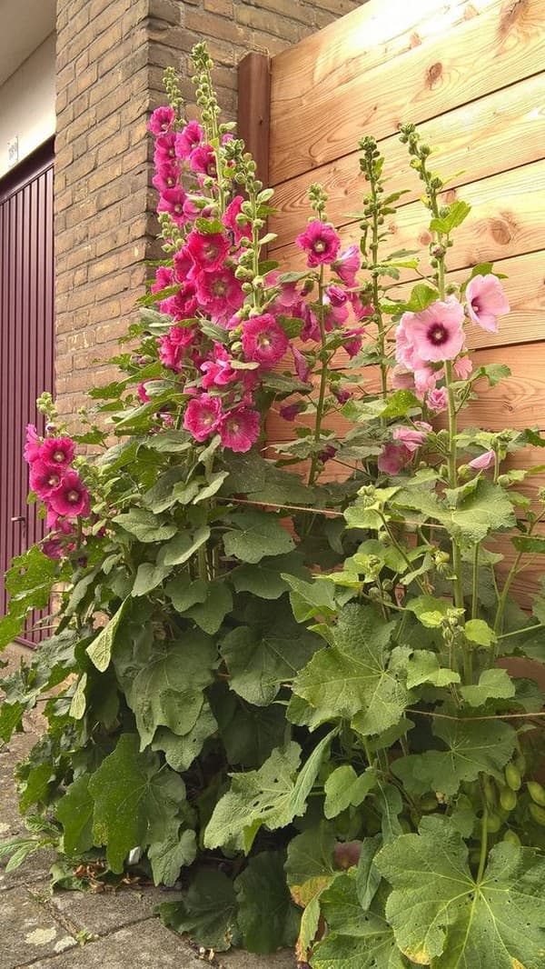 Proměna zahrady v botanický ráj: 45 nápadů na květiny