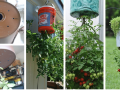 zavěšený kbelík, jako skvělý květináč pro rajčata – jednoduchý foto návod, jak na to!