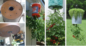 zavěšený kbelík, jako skvělý květináč pro rajčata – jednoduchý foto návod, jak na to!