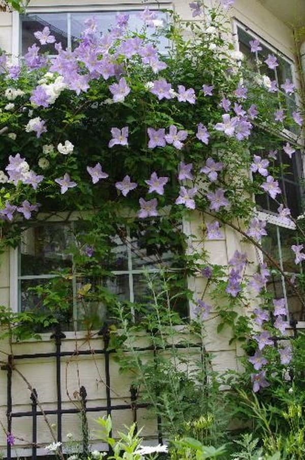 65 inspirativních nápadů pro krásné domácí zahradničení