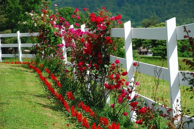 55 jednoduchých způsobů, jak zakrýt starý nebo nefunkční plot květinami