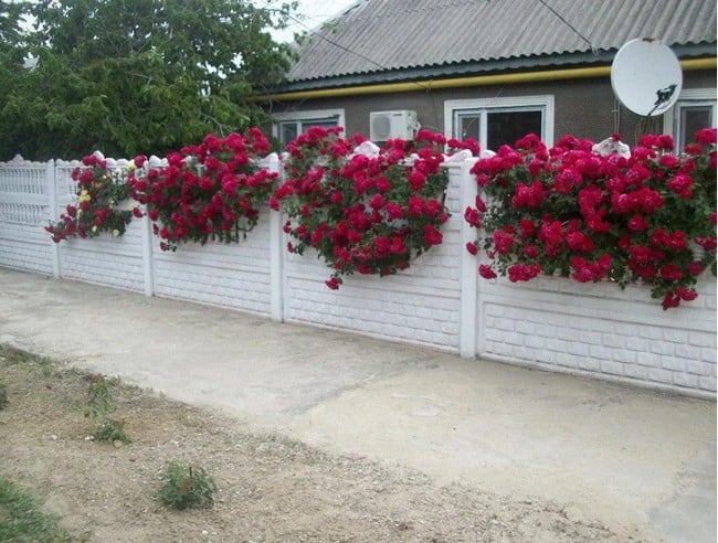 55 jednoduchých způsobů, jak zakrýt starý nebo nefunkční plot květinami