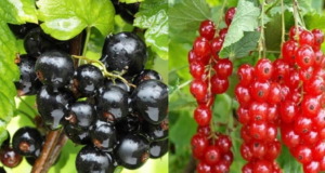 Černý rybíz – péče a pěstování Černý rybíz – péče a pěstování