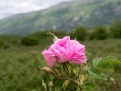 ruže v kuchyni? ako využiť potenciál ruží?