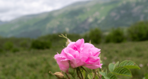 ruže v kuchyni? ako využiť potenciál ruží?