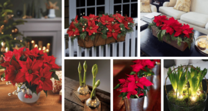 květiny, které neodmyslitelně patří k vánocům – využijte je k dekoraci!