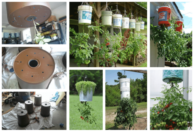 vaše rajčata vám jistě poděkují: využijte klasické plastové kbelíky!