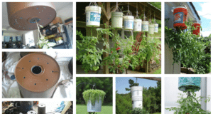 Vaše rajčata nikdy nebudou vypadat lépe: Vyzkoušejte tento skvělý způsob pěstování! vaše rajčata nikdy nebudou vypadat lépe: vyzkoušejte tento skvělý způsob pěstování!