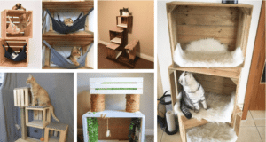 Už žádné nudné pelíšky pro kočky: Inspirujte se těmito nápady! už žádné nudné pelíšky pro kočky: inspirujte se těmito nápady!