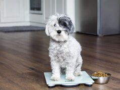 co dělat, pokud váš pes trpí nadváhou?