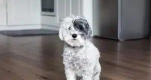 Co dělat, pokud váš pes trpí nadváhou? co dělat, pokud váš pes trpí nadváhou?