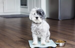 co dělat, pokud váš pes trpí nadváhou?