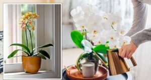 nádherné orchideje: tajné tipy pro úspěšnou péči o tuto krásnou rostlinu