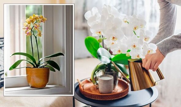 nádherné orchideje: tajné tipy pro úspěšnou péči o tuto krásnou rostlinu