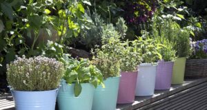 pěstování bylinek v květináčích: rady a triky pro začátečníky