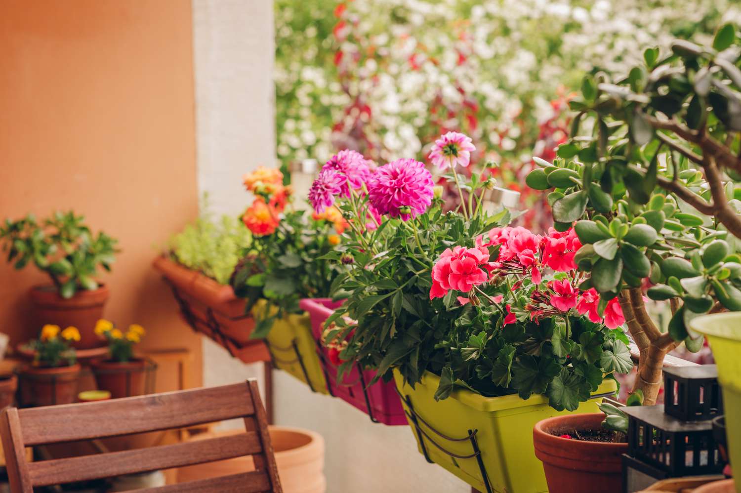 rostliny vhodné pro jarní a letní balkony: barevné a stále kvetoucí varianty